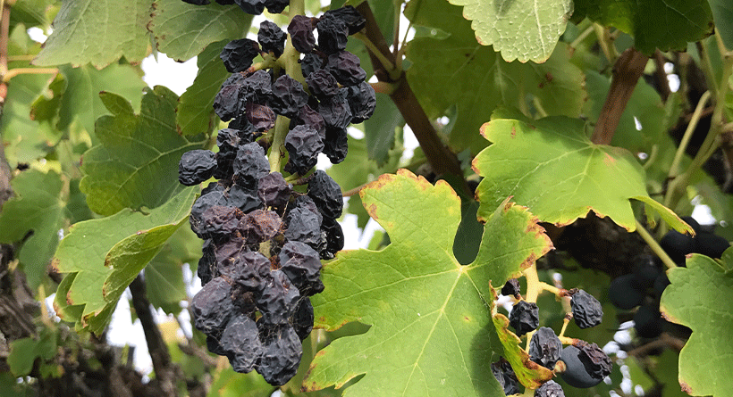 Byrne Vineyards Vines